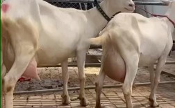 奶山羊有角是哪个品种？