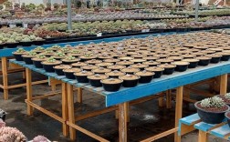 大棚多肉种植技术加盟