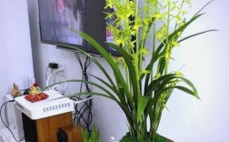 墨兰白色花品种哪个好？