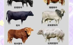 牛什么品种长得最快？