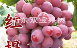 美国红提扦插视频，关键步骤有哪些？