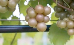 叶子超大的葡萄是什么品种？