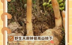 有性天麻种植技术大全