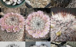 仙人球高端品种有哪些？