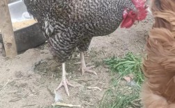 小品种土鸡有哪些常见品种？