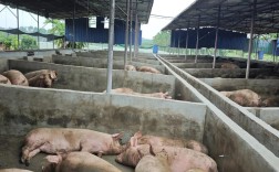 中猪养殖技术视频哪里看？