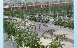 大棚西红柿栽培管理技术