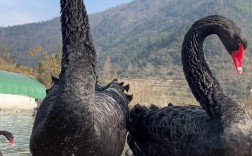 黑鹅品种有哪些？