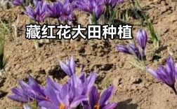 藏红花种植技术图片中，关键步骤与细节如何帮助新手高效掌握栽培要点？