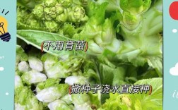 娃娃菜幼苗浇水施肥咋管？