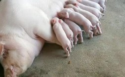 农村养母猪选什么品种好？