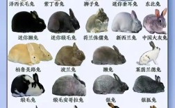 什么品种的小白兔最好养？