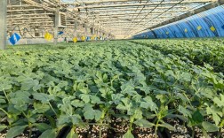 大棚西瓜育苗技术视频怎么学？