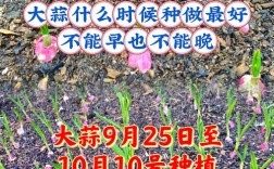 秋播大蒜栽培技术要点有哪些？