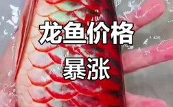 最便宜龙鱼多少钱一条？