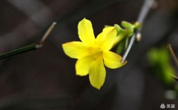 铁皮迎春花是真实品种还是俗称？