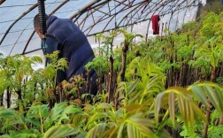 露天反季香椿咋种？技术难点在哪？