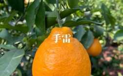 大丫真是柑橘新品种吗？