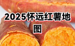2025年红薯主推品种有哪些？