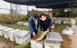 农村山上养蜂技术视频，新手如何快速入门？