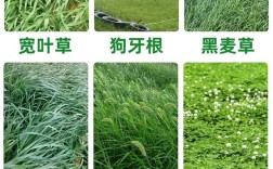 多年生牧草有哪些品种？附图片对比？