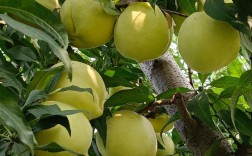 中华寿桃种植技术视频怎么学？