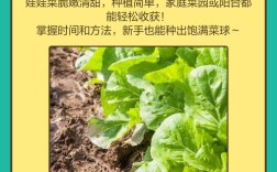 娃娃菜种植视频有哪些关键技术要点？
