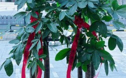 发财树常见品种有哪些？