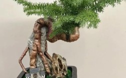 澳洲杉养殖盘根技术，关键难点是什么？