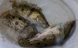 2025桂花鱼圹头价格会涨还是跌？