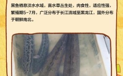 2025年野生黑鱼价格会涨还是跌？