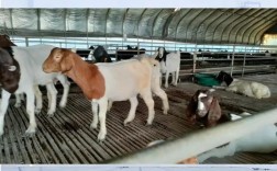 小尾寒羊价格现在多少？