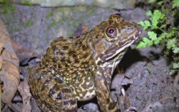 虎纹蛙人工养殖技术要点有哪些？