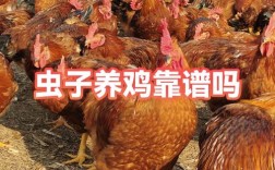 虫子养鸡技术该怎么做？