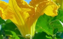 南瓜种植视频，新手必看技巧有哪些？