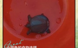 甲鱼苗养殖技术要点有哪些？