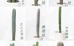 叶仙人掌到底有多少品种？