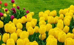 荷兰郁金香品种到底有多少？