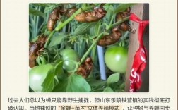 知了 蝉怎么养殖技术