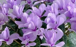 仙客来哪个品种最易养活？