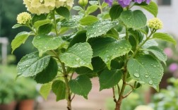 耐阴绣球品种有哪些？