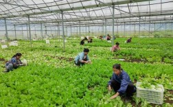 农村大型蔬菜种植技术有哪些关键要点？