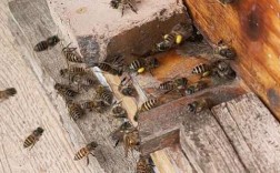 土蜜蜂养殖如何致富？