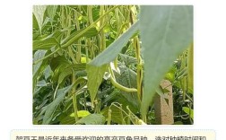架豆王种植技术视频有哪些要点？