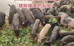 放养的瘦肉猪品种有