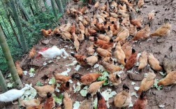 林下养鸡选什么品种好？