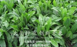 牧草品种怎么选？哪个最适合种？