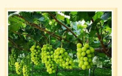 萄葡种植管理有哪些关键技术？