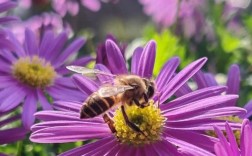 秋天开花的紫色雏菊有哪些品种？