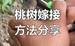 核桃树夏季嫁接技术要点有哪些？